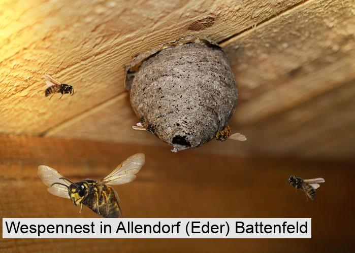 Wespennest in Allendorf (Eder) Battenfeld